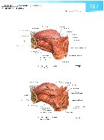 Sobotta Atlas of Human Anatomy  Head,Neck,Upper Limb Volume1 2006, page 114